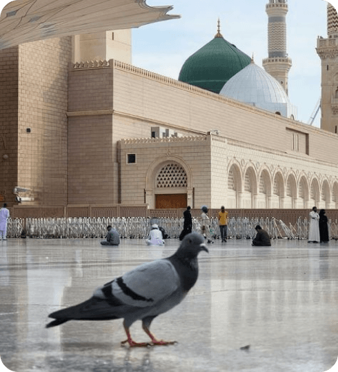 ليلتين مع استقبال المطار في المدينة المنوره و اسعار خاصه للجولات